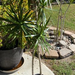 Dacraena  Plant