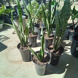 Snake Plants 8 Dollar Each 