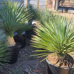 Palmas Yucca Rostrata Blue 2 Pies Y Medio