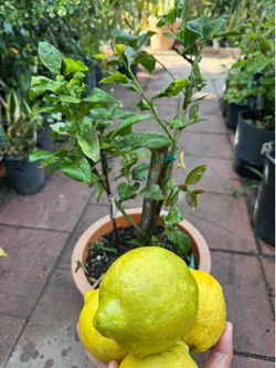 Yellow lemon air layered