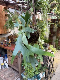 Staghorn Fern Kokedama