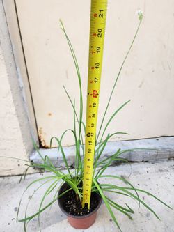 Garlic Chives Plant, Live