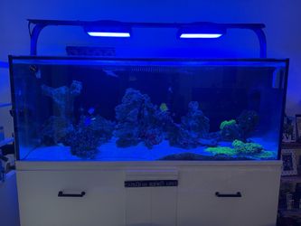 150 Gallon Starfire Reef Tank – COMPLETE High-End Setup – Radion / EcoTech