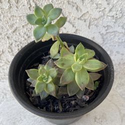 6 Inch Pot Succulent Plant - Sedum Mendozae - Shimmering Rose - Rooted & Stablished - Drought Resistant - 🪴