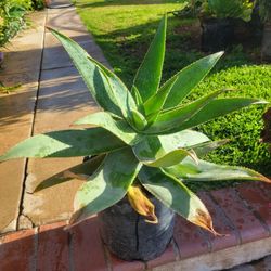 Aloe Vera Plant 