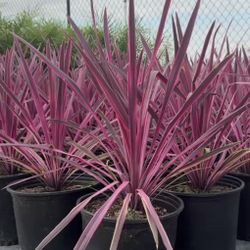 ELECTRIC PINK CORDYLINE PLANTS ON SALE 