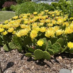 Cactus