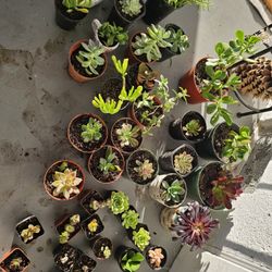 Succulents 