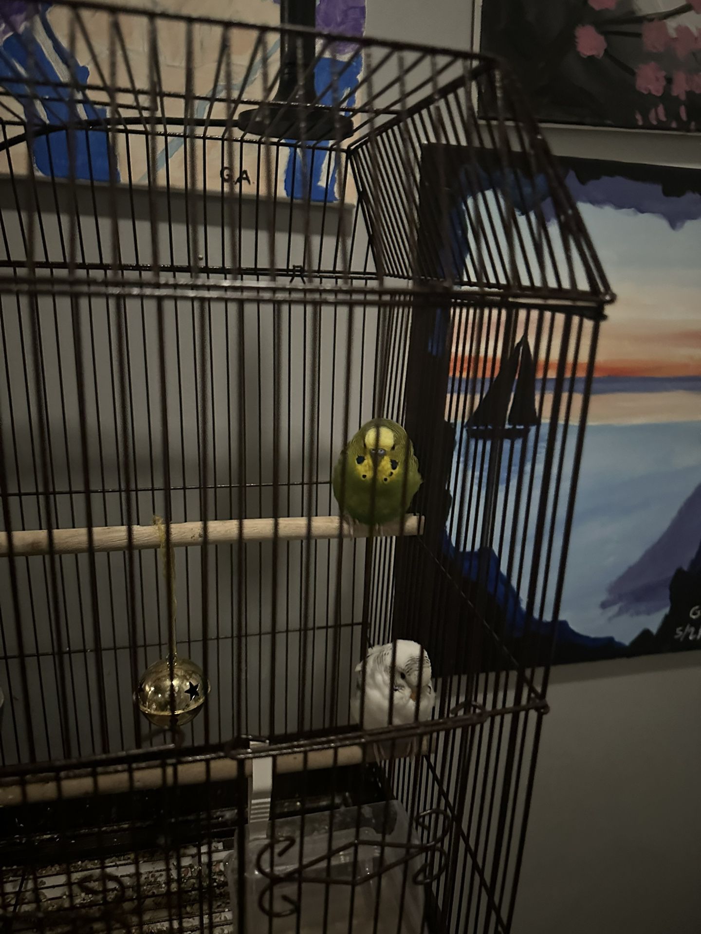 Birds And Cage With Supply’s