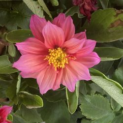Planta Dhalia