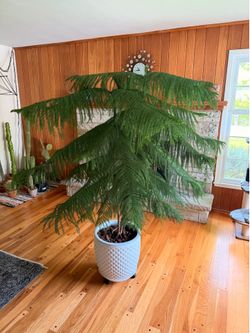 Norfolk Island pine tree houseplant