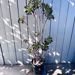 4ā4ā rare Aeonium succulent