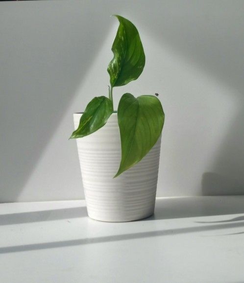 Rare Aroid Variegated Monstera Lechleriana Plant/ House Plant/ Indoor Plant Flower Patio Garden