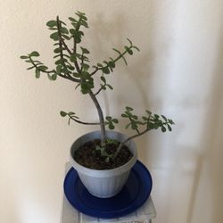 Bonsái Jade Live Tree