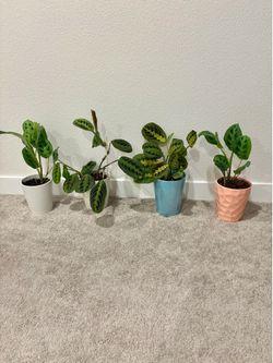 Prayer plants