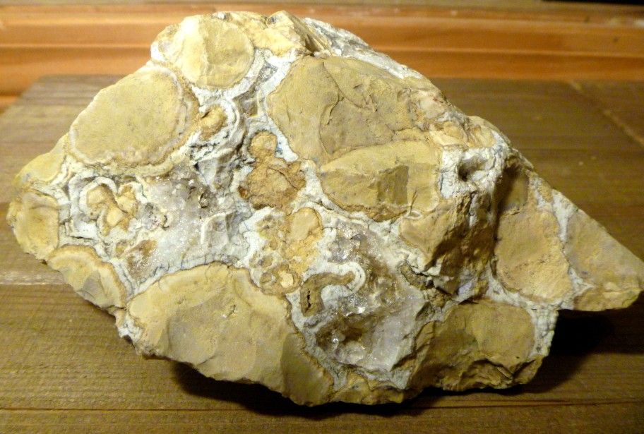 Fossil Stromatolite ancient prehistoric organisms home decor paperweight rocks minerals teaching tool