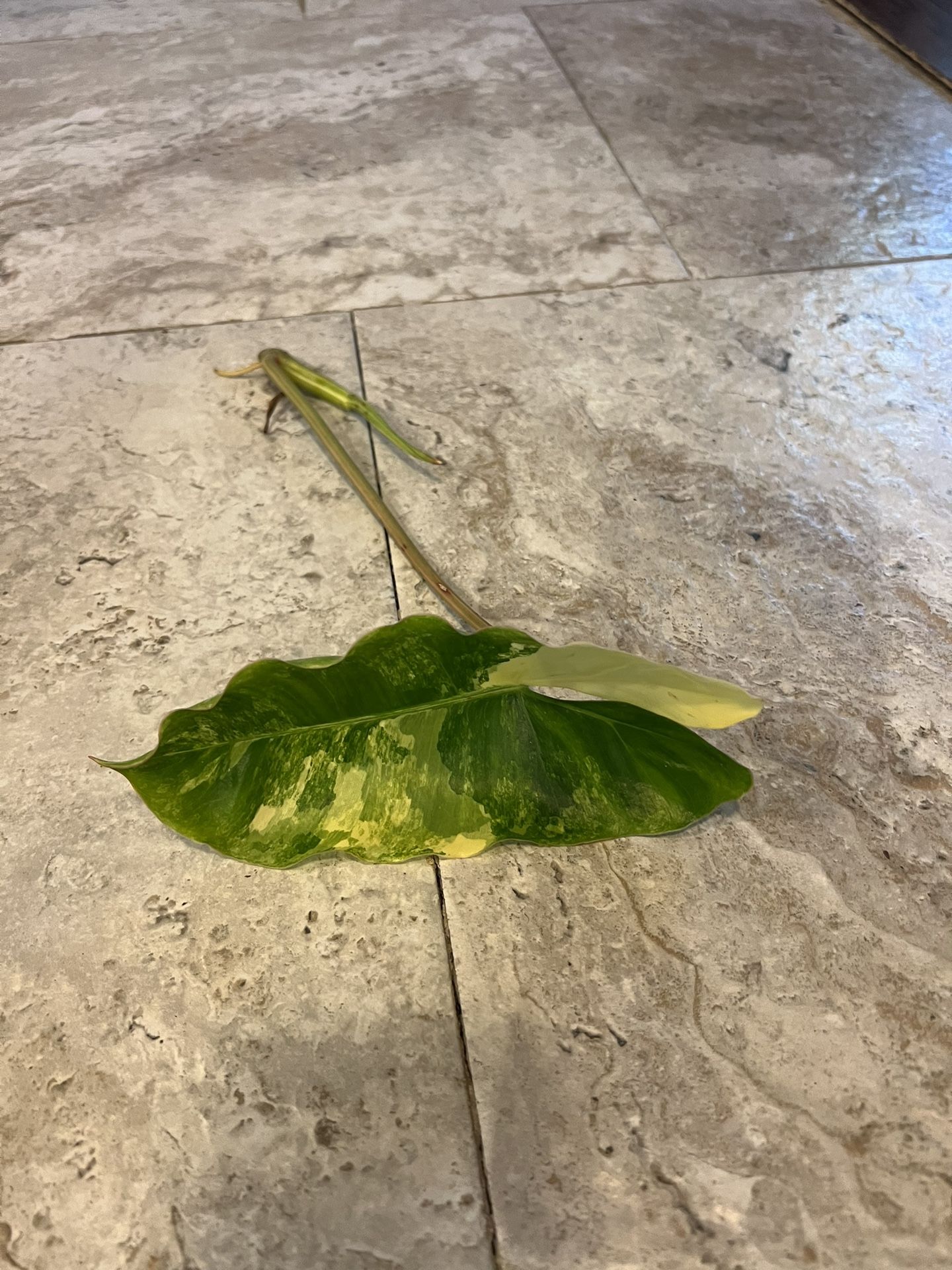 House Plant Bundle Pick 5 For One Price