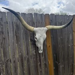 Rodeo Longhorn Bull Horn Western Decor Taxidermy Cowskull Steer 