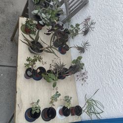🌵🪴PLANTS FOR SALE! OVER 30 PLANTS 🌱🪻