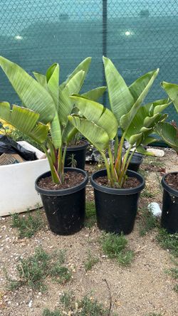 Strelitzia nicolai
