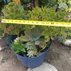 Assorted Plants