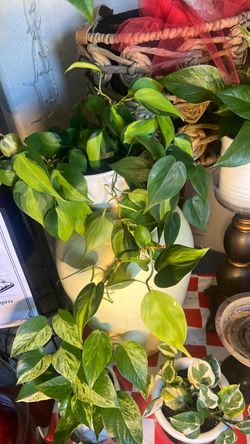 Heart Leaf Philodendron