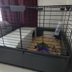 Cage guineapig