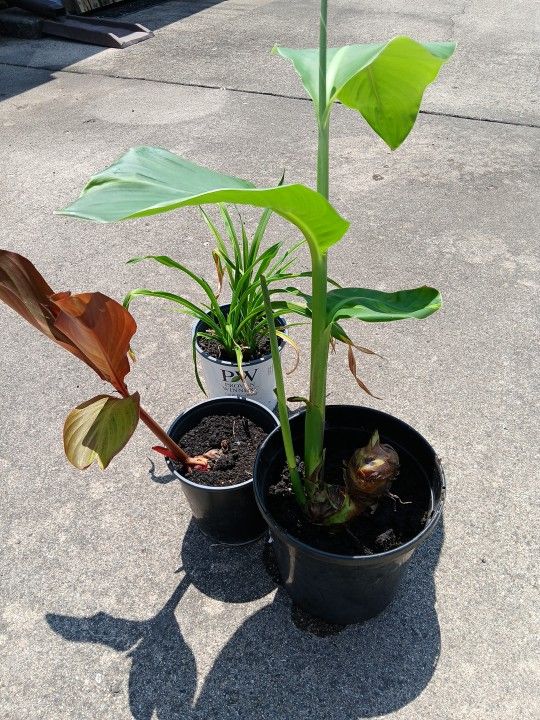 Live Plants