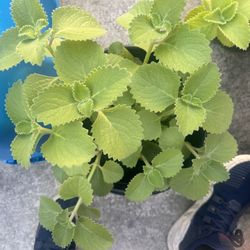 Fresh Oregano Plants 