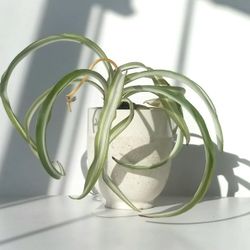 Lush Trendy Variegated Curly Spider Plant Bonnie Plant/ Indoor Plant/ House Plant  Flower Patio Garden
