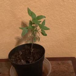 Thai Basil.   Plant Plants