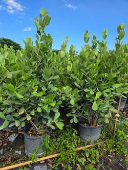 huge clusias About 7 feet tall  Instant  privacy Hedge for fence  minimum  qty 20+