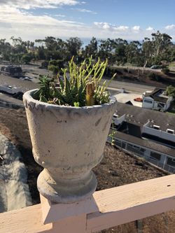 Succulent arrangement with 9” planter