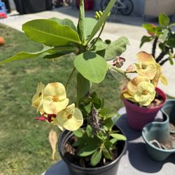 Corona De Cristo (yellow)