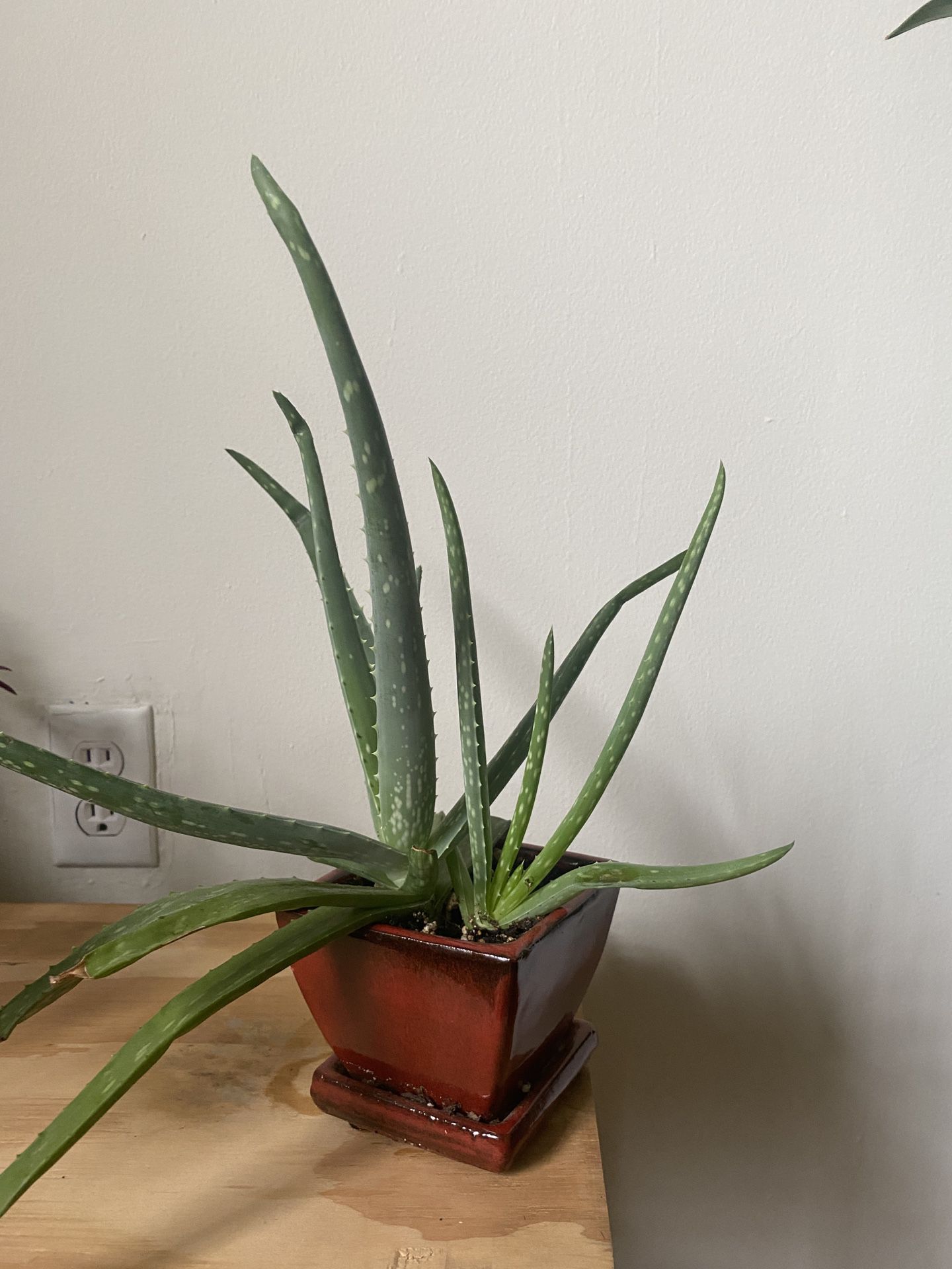 Healthy & Beautiful Aloe in 4” Ceramic Pot
