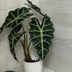 Alocasia Polly Baby