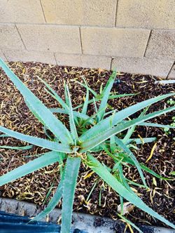 Aloe Vera - Large 