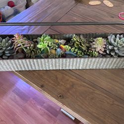 Succulent Decor 