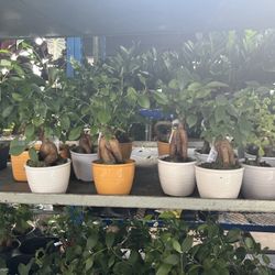 Bonsái In 4” Ceramic Pot. SPECIAL PRICE 🤩