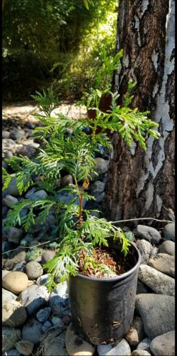 Cedar Plant