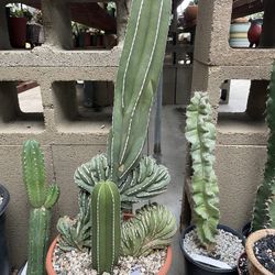 Magrato Crest Cactus Imported From Italy