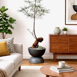 5 Ft Queensland Bottle Tree/ Brachychiton Rupestris (Planter Included)