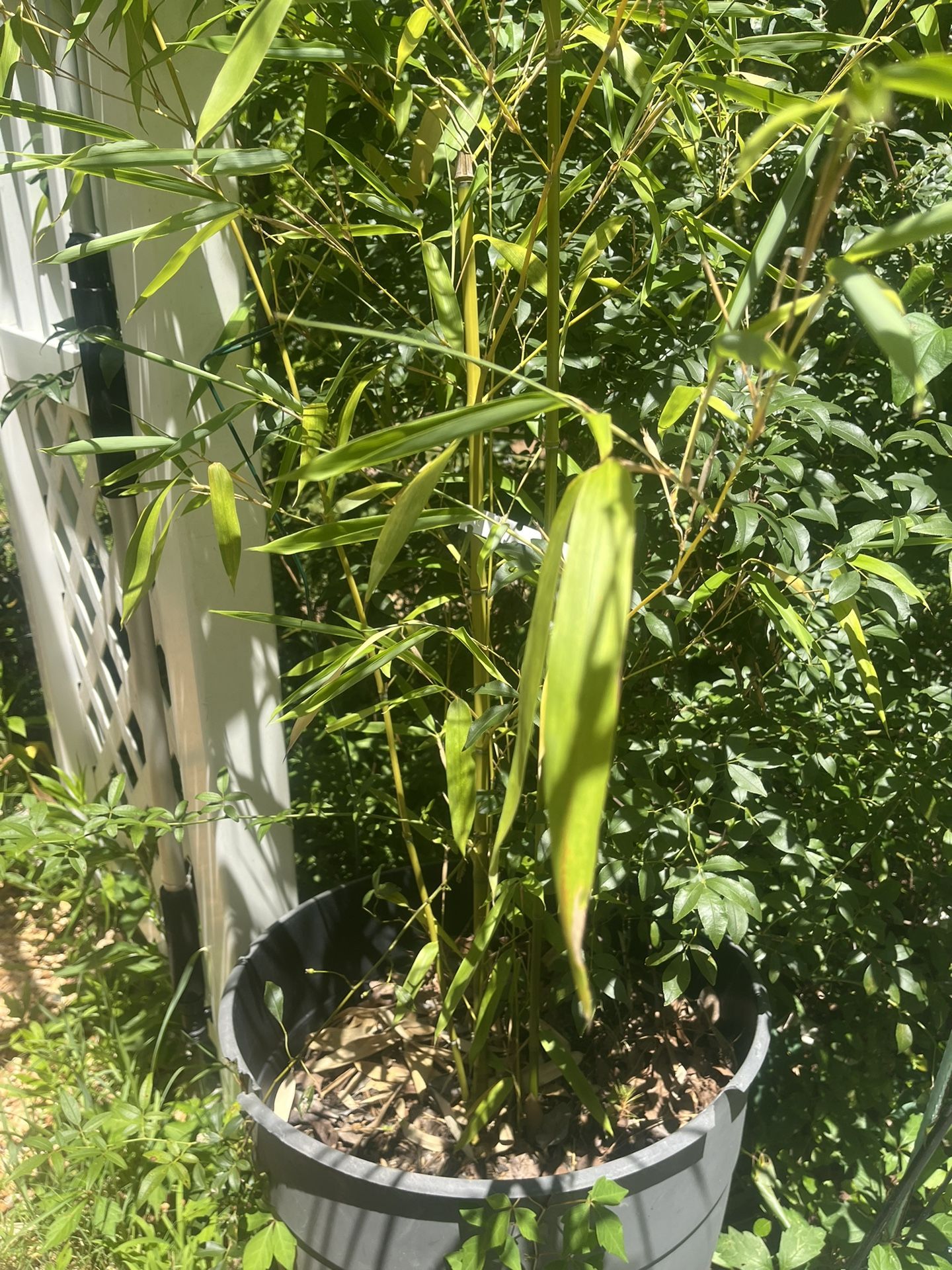Rare Japanese Ornamental Bamboo Plant