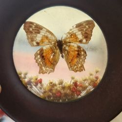 Butterfly 🦋  Real Art