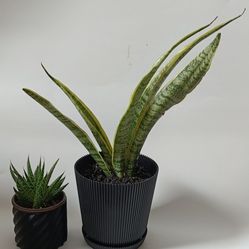 Snake plant succulent combo for sale