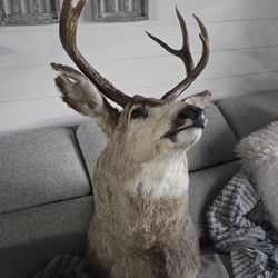 Large Mule Deer AS IS 