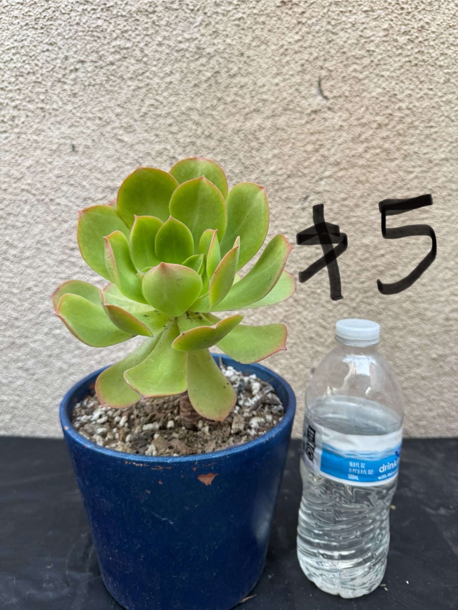 Aeonium Succulent Plant