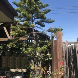 Pine Tree Without Flowerpot