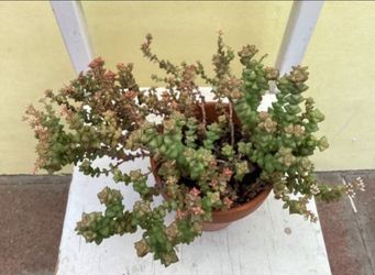 Crassula 'Pastel' (Variegated Tom Thumb)