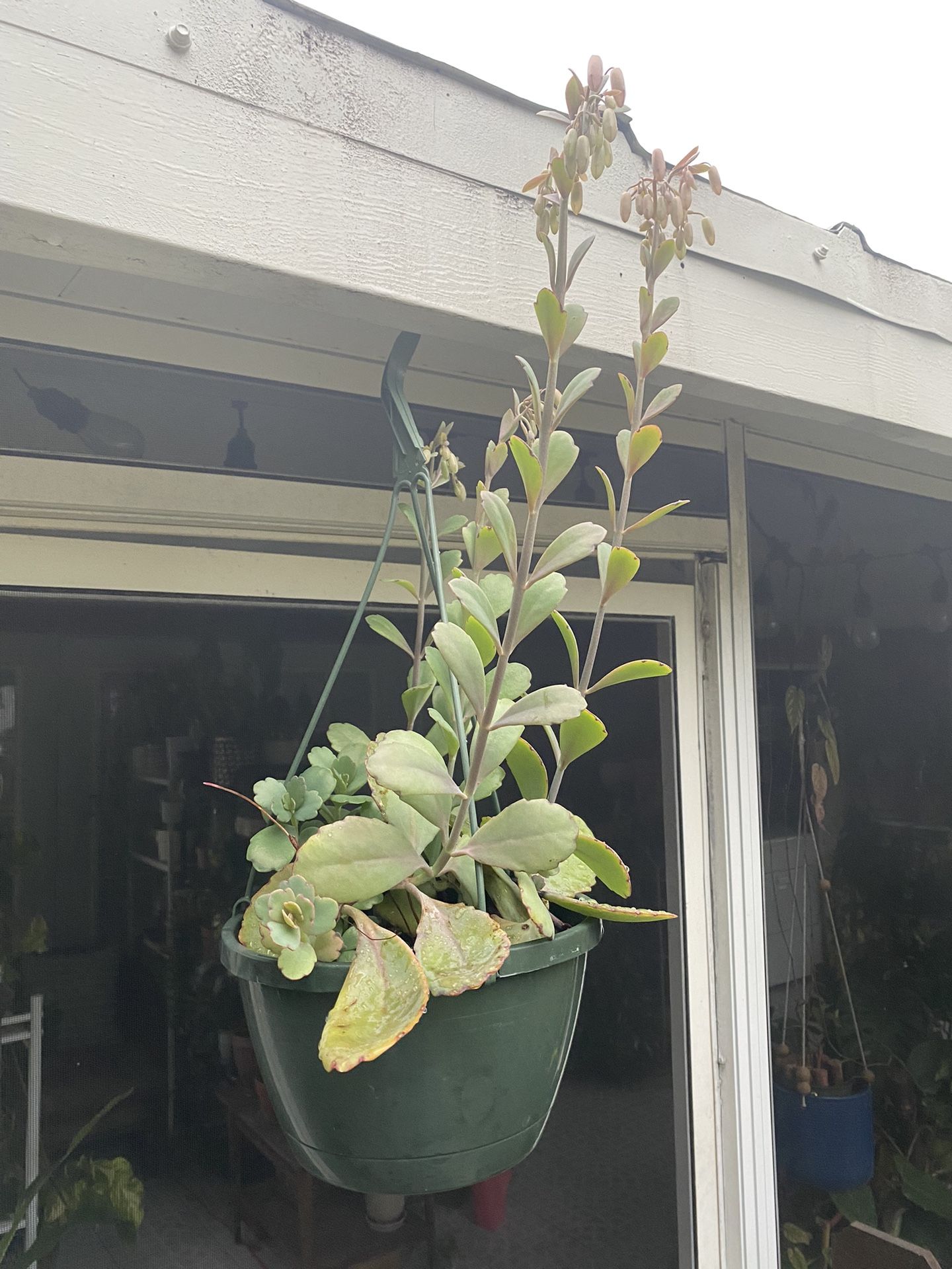 Lavender Scallop Kalanchoe Succulent Plant in Hanging Pot